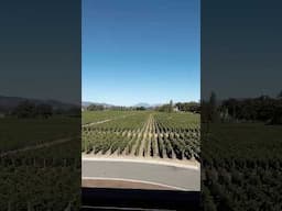 Stunning Vineyard Views at Opus One Winery 🍇🍷 #NapaValley