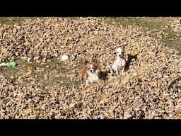 Chihuahuas playing in the leaves!