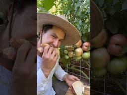 Throwback to my first tomato sandwich of the season #garden #gardening #tomato #vegetables