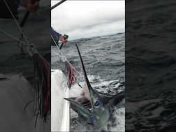 HUGE MARLIN FIGHT 😳 Protect your hands with the Bubba Ultimate Fishing Gloves #Shorts