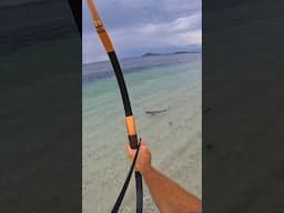 Bowfishing hunting sharks