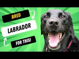 What Was The Labrador Bred For?