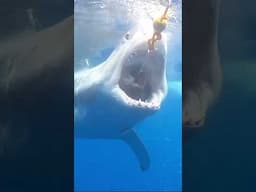 Inside the Jaws of a Great White Shark! | #Shorts