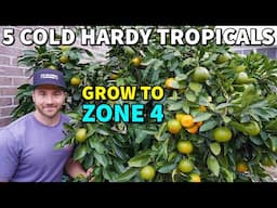 5 TROPICAL FRUITS Northern Gardeners Can Actually Grow!