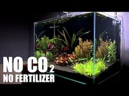 Can We Grow Aquarium Plants With Sand Only As The Substrate?