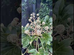 Fatsia Is Blooming & Garden Tidying 🌿 #shorts #garden #englishgarden