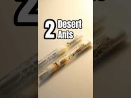 My Pet Ants From The Desert 🏜️