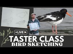 Sketch a bird ✿ Beginner friendly tutorial