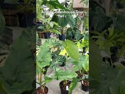 Aroid Greenhouse Tour inside Perfect Choice Nursery pt 1