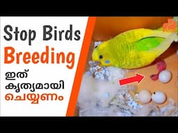 Birds Breeding 100% Success Tips in Malayalam | Love Birds | Finches | Budgies | MY PET PLANT