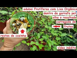 Adubei Frutífera com lixo orgânico dentro de garrafa enterrada. + bônus no final