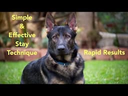 Rapid Stay Results! The Basics & A Detailed Plan to Get Your Dog To Stay!