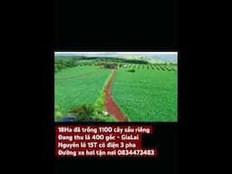 18 Tỉ toàn bộ farm sầu riêng 18ha 0834473483