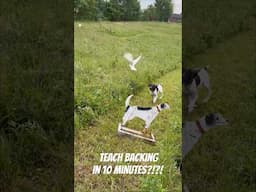 Backing In 10 Minutes #birddog #short  #gundogtraining #shorts  #dog #shortvideo #shortsfeed