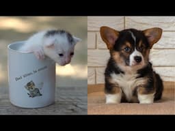 😂 Funniest 😸 Cats And 🐶 Dogs - Funny Pet Dogs And Kittens Compilation