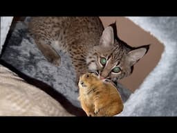 I Fed a Prairie Dog to a Bobcat (Big Ounce Dies)