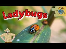 Amazing Ladybug Facts For Kids | Kids Nature Show