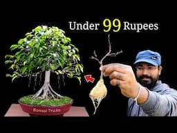 How to make a Bonsai Tree at home | Ficus Bonsai | बोन्साई कैसे बनाएं | Bonsai for beginners