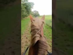 Cantering fun 🤩 #horse