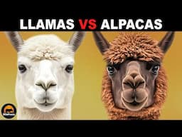 What Is The Difference Between Llamas and Alpacas?