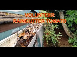 Volunteer Raingutter Tomato