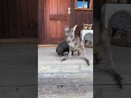 Can a baby wombat keep up with his 2 kangaroo friends? 🦘🐻 #shorts #kangaroo #australiawildlife