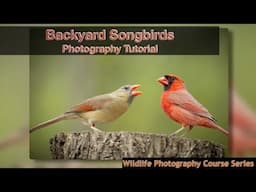 How to take stunning photos of songbirds in your backyard.