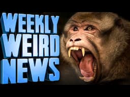 30-50 Feral Monkeys On The Loose - Weekly Weird News