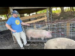 How Not To Weigh Pigs