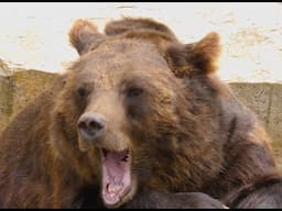 The June 27th 2024, Grizzly Bear Attack On Barry Olson