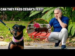 The Best Way To Get Your Dog Into The Car | Cesar Recruit Asia, Episode 1 - Part 2