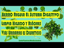 El berro regula el sistema digestivo es diurético limpia hígado riñones y vías urinarias