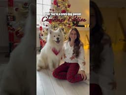 Crazy dog mom at Christmas 🙈🎄 #dogmom #crazy #christmas #samoyed #dog