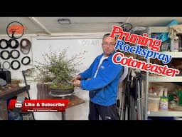 Boost Growth: Rockspray Cotoneaster Bonsai Pruning ( 2 of 2)