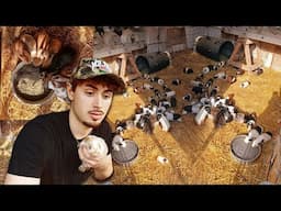 I rescued 100 guinea pigs & rabbits from a hoarder