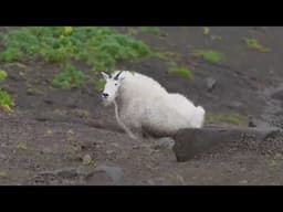 Mountain Goat Project   Teaser 2