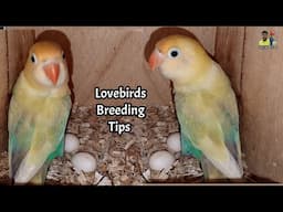 Lovebirds breeding tips | Lovebirds seed wasting problem | Love birds Fisher breeding care tips