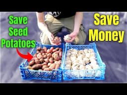 Save Your Own Seed Potatoes And NEVER Buy Them Again!