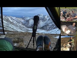 Alaska Dall Sheep Hunts ||8 DIY HUNTS||