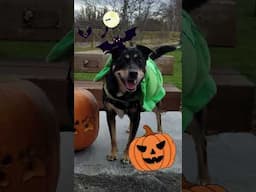 Happy Halloween from my dogs