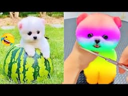 Cute Baby Animals Videos 2024 |😻🤣 Best Funny and Cute Moment of the Animals #08