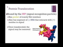 191-Post-translational Processes