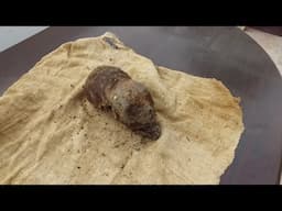 Amazing Elongated Headed Newborn Baby Found Near Paracas Peru