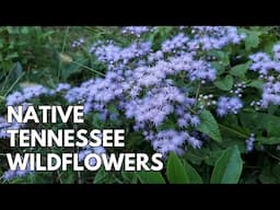 Native Fall Wildflowers in Tennessee - The Wild Side of the Garden