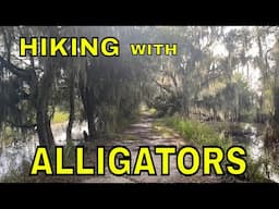 Hiking with Alligators at Florida Preserve Circle B