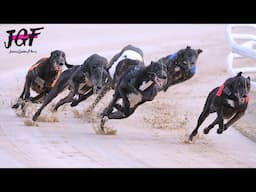 Greyhounds Racing Run the Track Twice! Unexpected Race Finish!