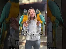 How to tell the difference between my blue throat macaws 🙃 #funny #parrot #macaw #funnyvideo