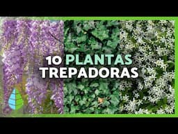 10 PLANTAS TREPADORAS para EXTERIOR 🌿🌸 | Para Pérgolas, Muros y Paredes