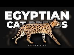 Feline Pharaohs: The Egyptian Cat Breeds