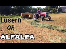 Harvesting Alfalfa hay| Vlog 16